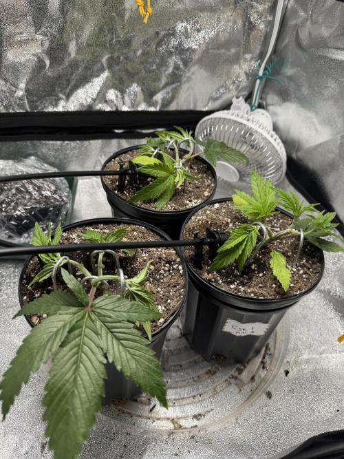 Chocolate Skunk (A, B, C). Week 6
