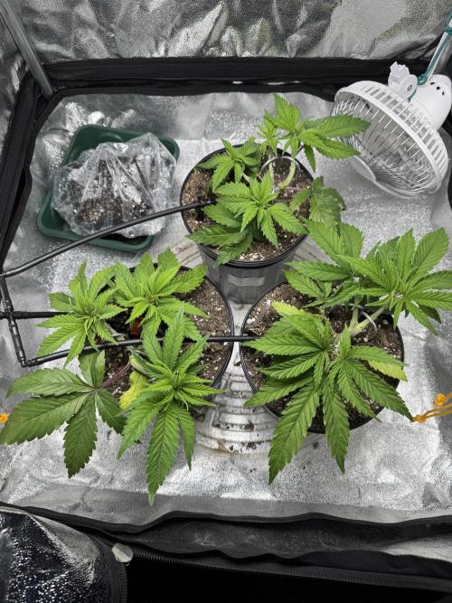 Chocolate Skunk (A, B, C). Week 7