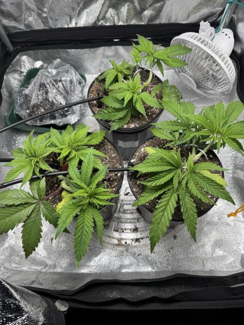 Chocolate Skunk (A, B, C). Week 7