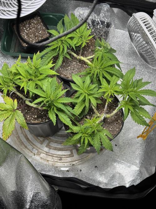 Chocolate Skunk (A, B, C). Week 7