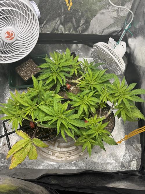 Chocolate Skunk (A, B, C). Week 7