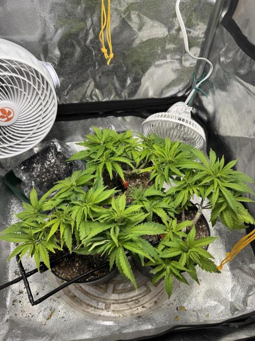 Chocolate Skunk (A, B, C). Week 8