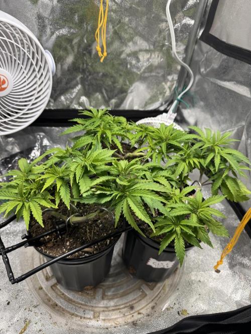 Chocolate Skunk (A, B, C). Week 8