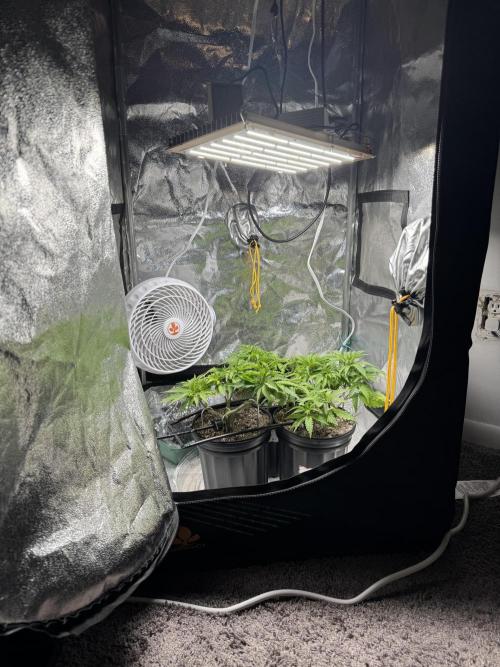 Chocolate Skunk (A, B, C). Week 8