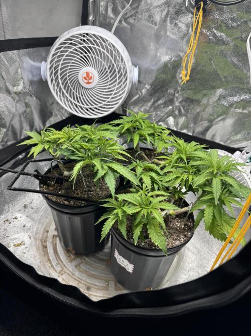 Chocolate Skunk (A, B, C). Week 8