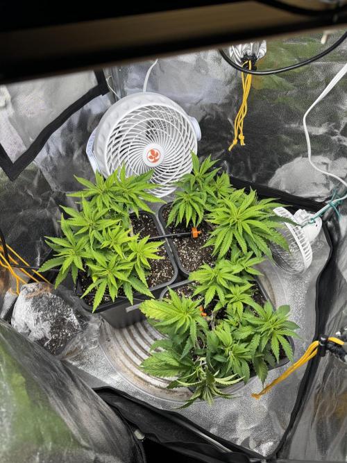 Chocolate Skunk (A, B, C). Week 8