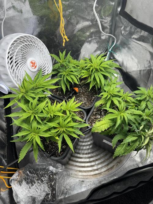 Chocolate Skunk (A, B, C). Week 8
