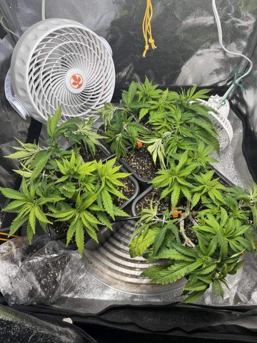 Chocolate Skunk (A, B, C). Week 8