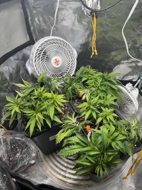 Chocolate Skunk (A, B, C). Week 8