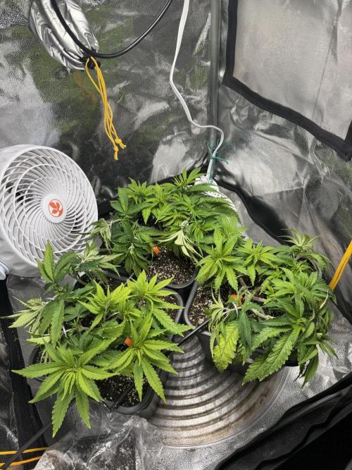 Chocolate Skunk (A, B, C). Week 8