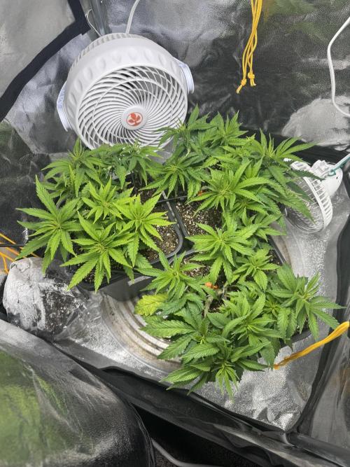Chocolate Skunk (A, B, C). Week 9