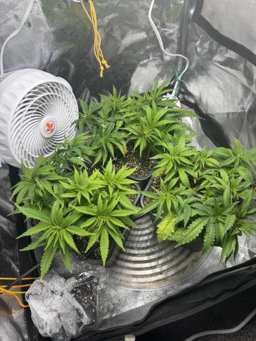 Chocolate Skunk (A, B, C). Week 9