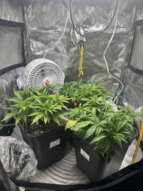 Chocolate Skunk (A, B, C). Week 9