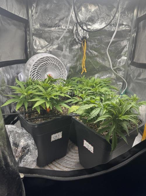 Chocolate Skunk (A, B, C). Week 9