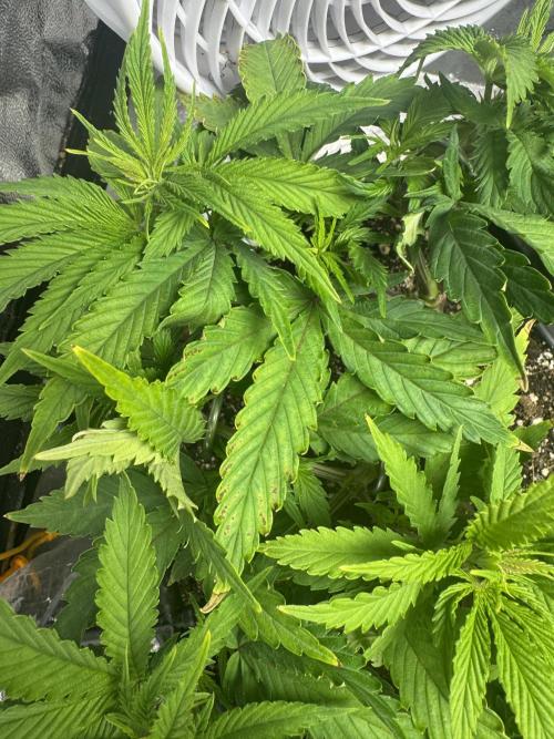 Chocolate Skunk (A, B, C). Week 9