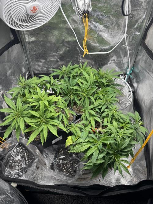 Chocolate Skunk (A, B, C). Week 9