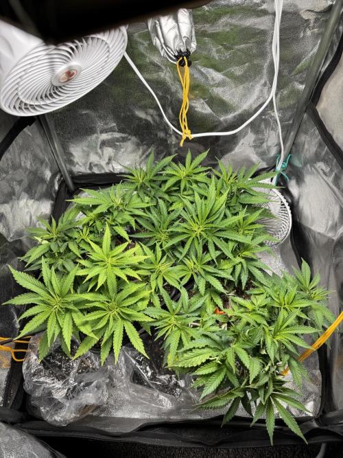 Chocolate Skunk (A, B, C). Week 9