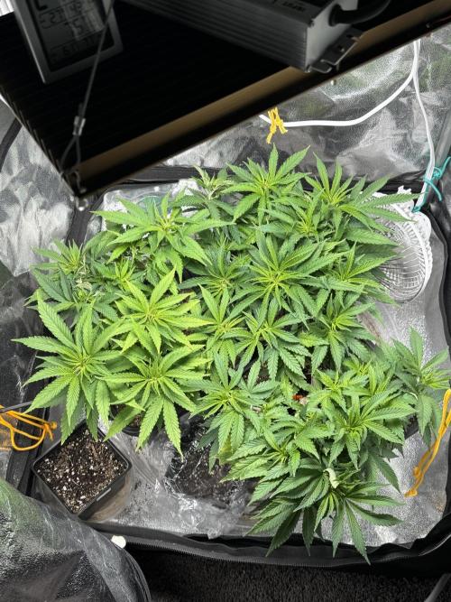 Chocolate Skunk (A, B, C). Week 9