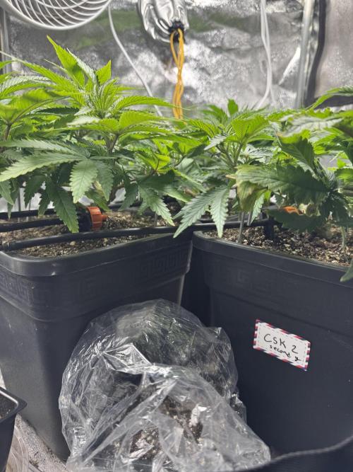 Chocolate Skunk (A, B, C). Week 9