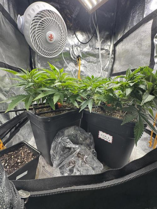 Chocolate Skunk (A, B, C). Week 9