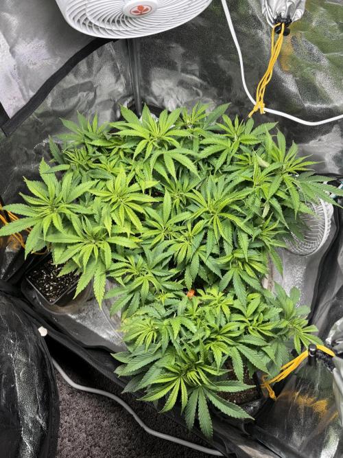 Chocolate Skunk (A, B, C). Week 9