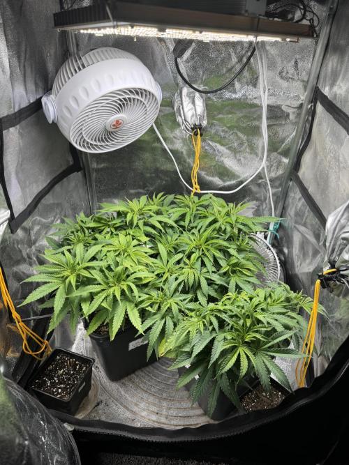 Chocolate Skunk (A, B, C). Week 9