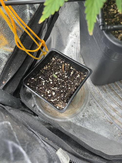 Chocolate Skunk (A, B, C). Week 9