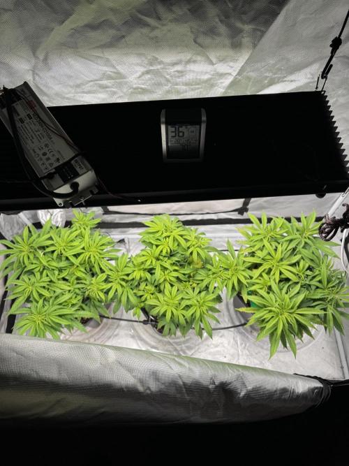 Chocolate Skunk (A, B, C). Week 10