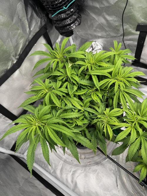 Chocolate Skunk (A, B, C). Week 10