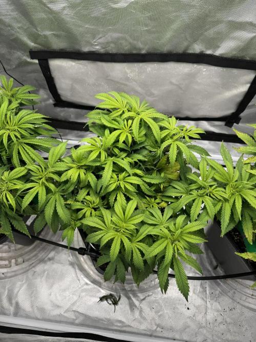 Chocolate Skunk (A, B, C). Week 10