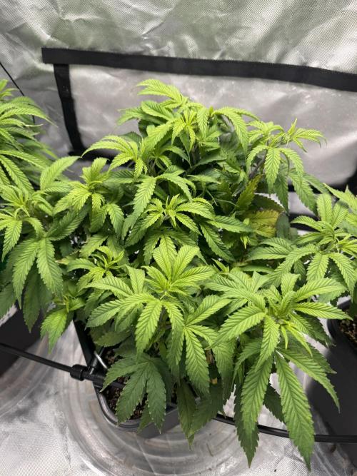 Chocolate Skunk (A, B, C). Week 10