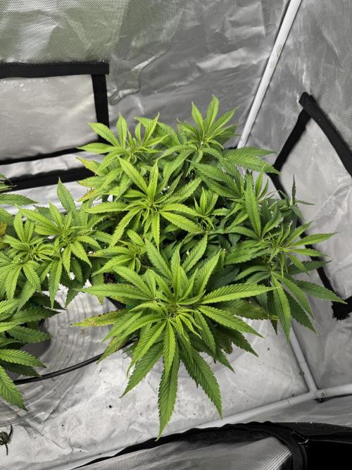 Chocolate Skunk (A, B, C). Week 10