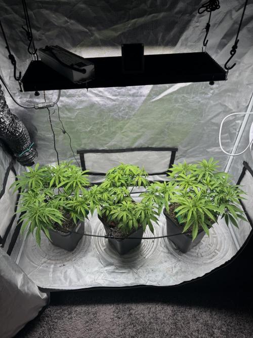 Chocolate Skunk (A, B, C). Week 11