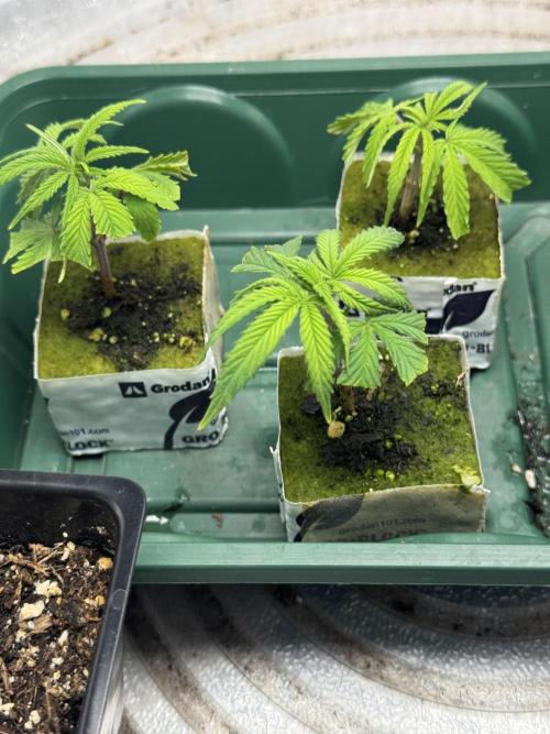 Chocolate Skunk (A, B, C). Week 11