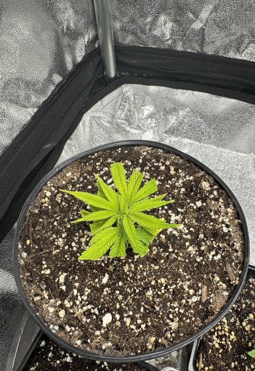 Chocolate Skunk (A, B, C). Week 11