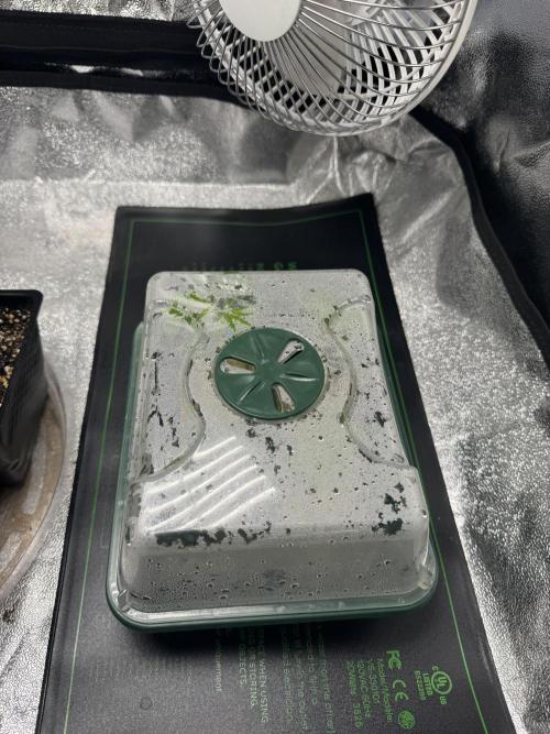 Chocolate Skunk (A, B, C). Week 11