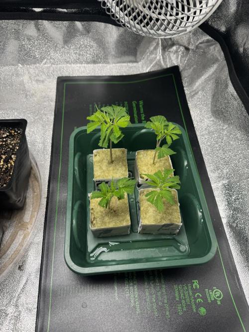 Chocolate Skunk (A, B, C). Week 11