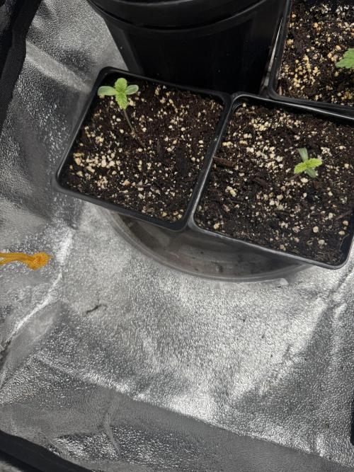 Virtuous Batch 2. Week 0 - GPA Cookies