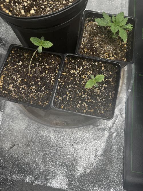 Virtuous Batch 2. Week 1 - GPA Cookies