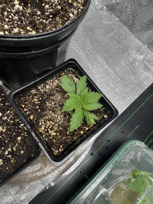 Virtuous Batch 2. Week 1 - Money Maker