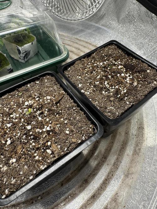 Virtuous Batch 2. Week 0 - GPA Cookies