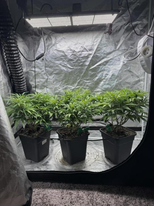 Chocolate Skunk (A, B, C). Week 12