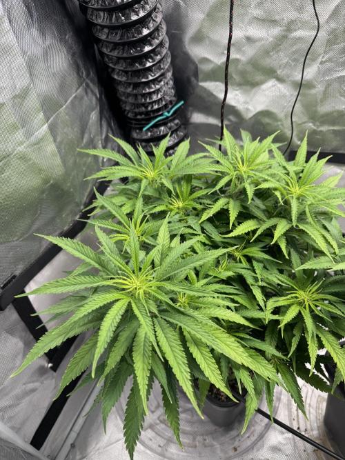 Chocolate Skunk (A, B, C). Week 12