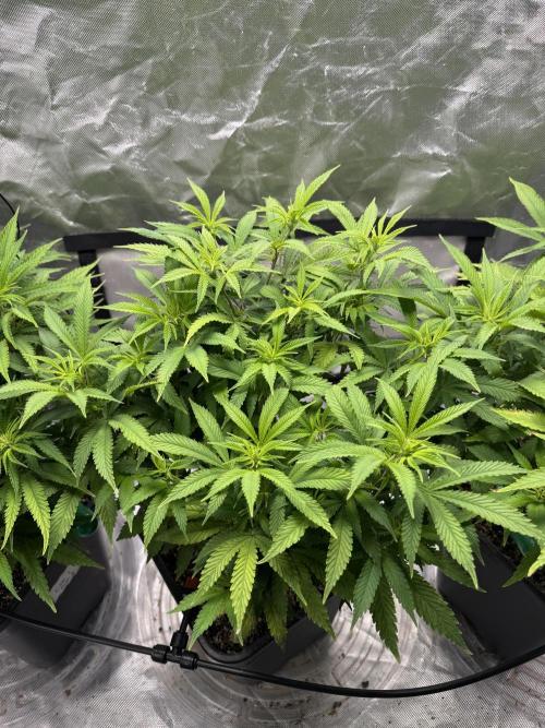 Chocolate Skunk (A, B, C). Week 12