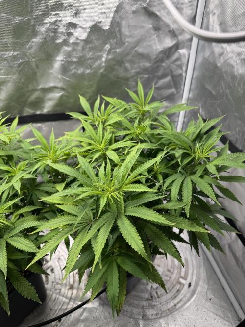 Chocolate Skunk (A, B, C). Week 12