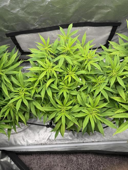 Chocolate Skunk (A, B, C). Week 12