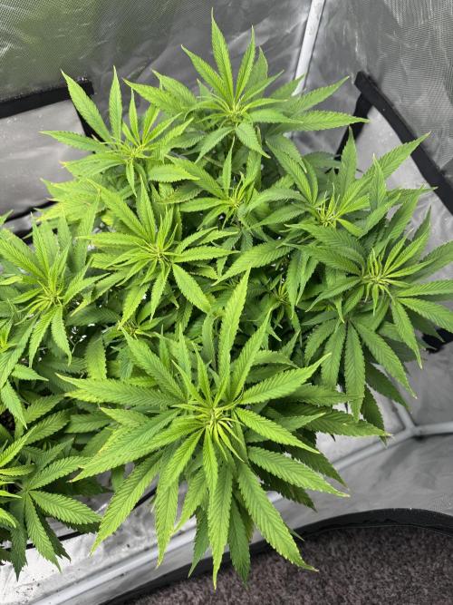 Chocolate Skunk (A, B, C). Week 12