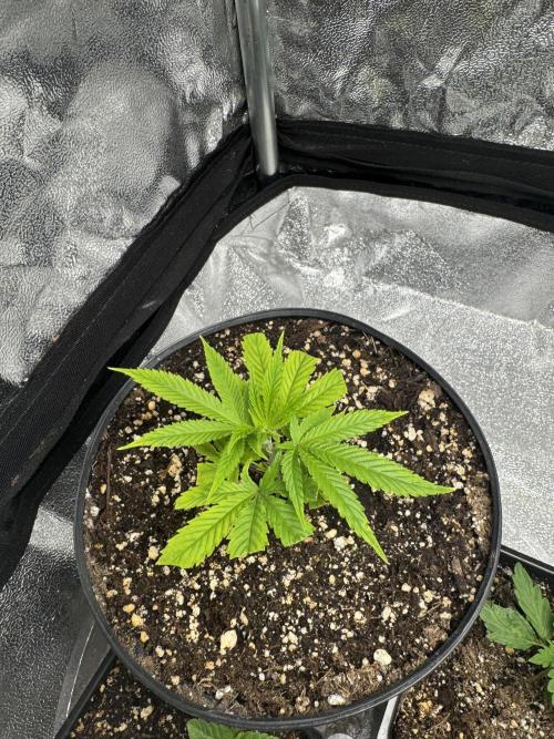 Chocolate Skunk (A, B, C). Week 12