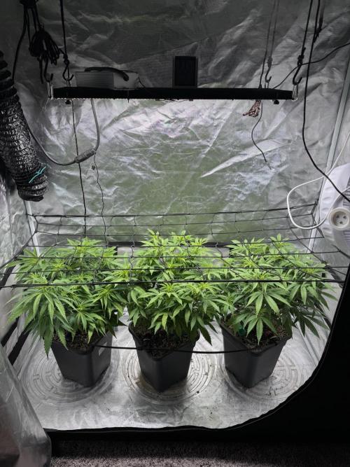 Chocolate Skunk (A, B, C). Week 13