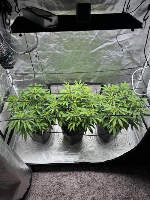 Chocolate Skunk (A, B, C). Week 13